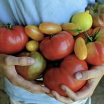 Heirloom tomatoes in my garden: this year’s favorites, so far
