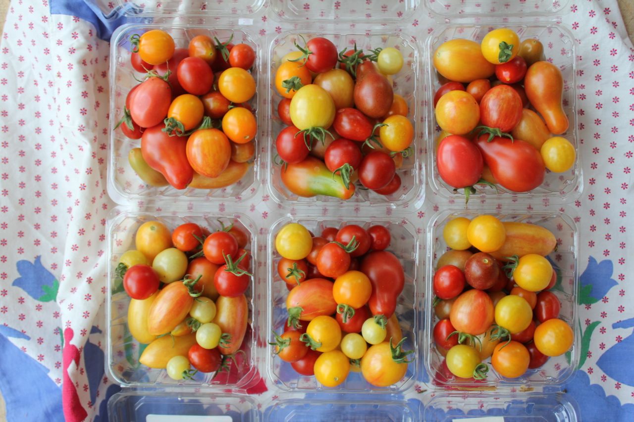Heirloom tomatoes in my garden this year's favorites, so far