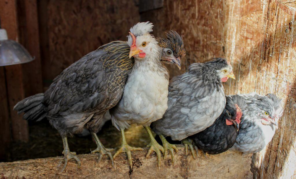 5 Icelandic chicks roosting; raising goose with chickens