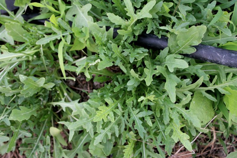 Jamie's Creamy Garlic, Parsley, & Blue Cheese Dressing = elevated lunch