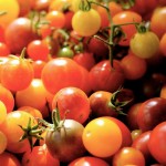 Heirloom tomatoes: new favorites this year, fall 2015