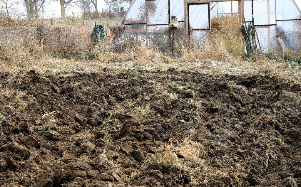 kale&garden