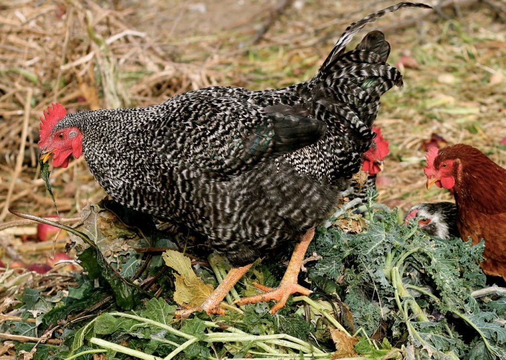 kale:hen