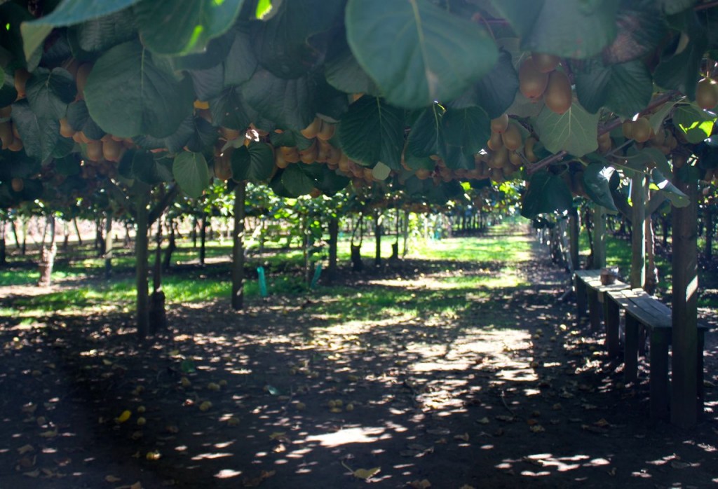 This is how the kiwifruit vines are grown: the fruit hang down in such a way that picking them when they are ripe is simply done.