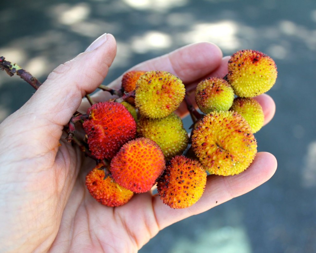 Pity these things aren't tastier. The trees were absolutely loaded: the Irish Strawberry.