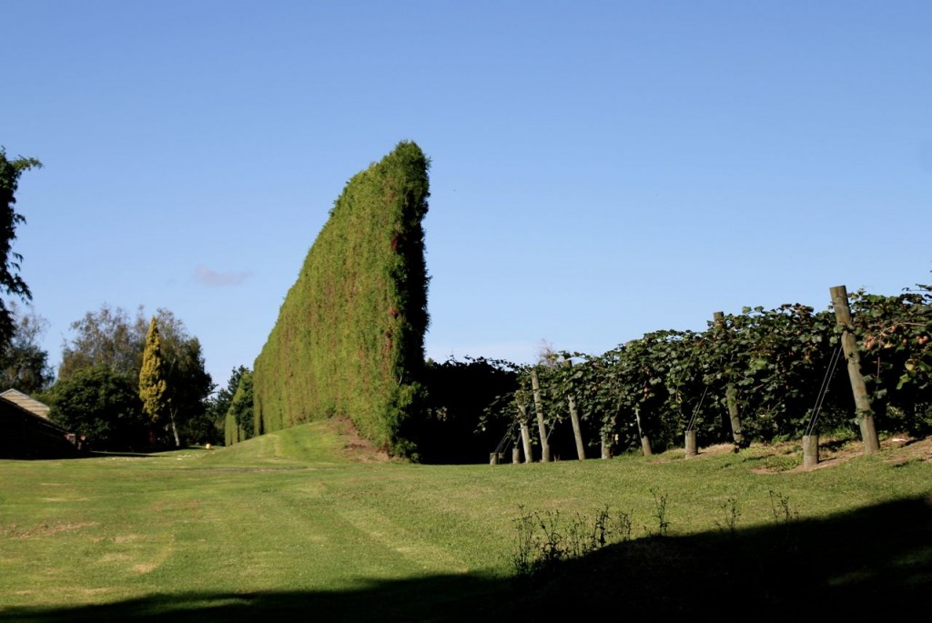 Here is the tall hedge, and the kiwifruit vines to the right.