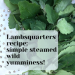 Lambsquarters recipe: simple steamed wild yumminess!