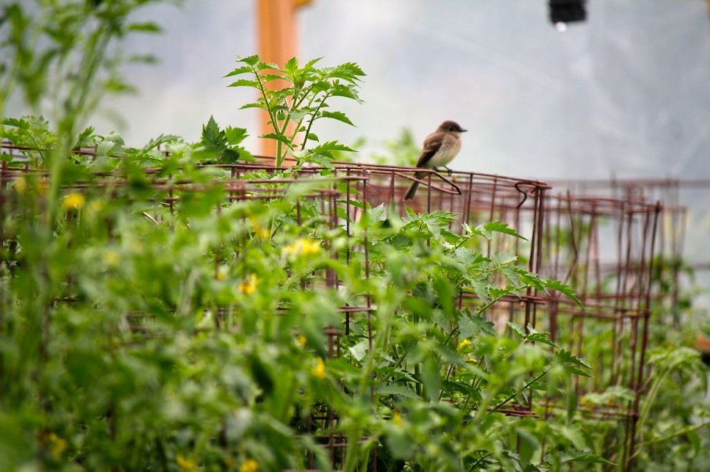 Sometimes little birds find the inside of the hoop house and are nice company, until they start to peck at tomatoes, of course.