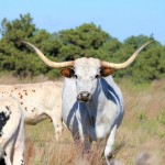 Our Ponca West Weekend:  & 10 handy tips for your own family camp-out