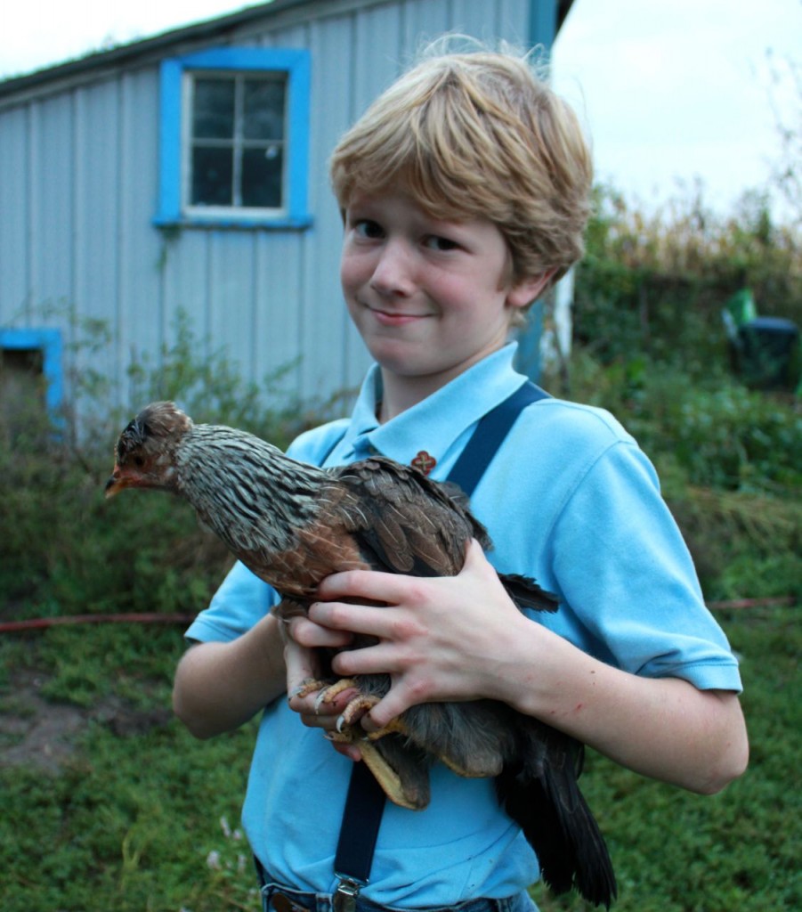 Here's the smart-alek himself, with the fierce little hen Boudica.