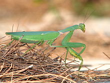 mantis