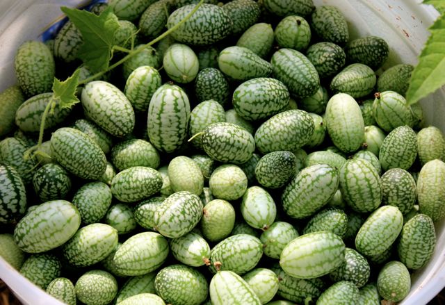 Pickled Cucamelons (Sour Gherkins): Easy Refrigerator Pickles