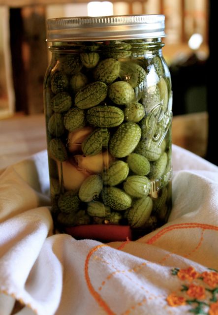 Pickled Cucamelons (Sour Gherkins): Easy Refrigerator Pickles ~ Homestead  and Chill