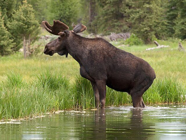 large moose climbing out of water