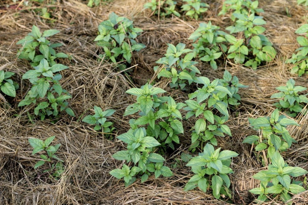 mygardenbasil