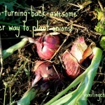 It’s no-turning-back-awesome: a better way to plant onions!