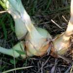 Crucial onion growing update (for you, especially, Rose)