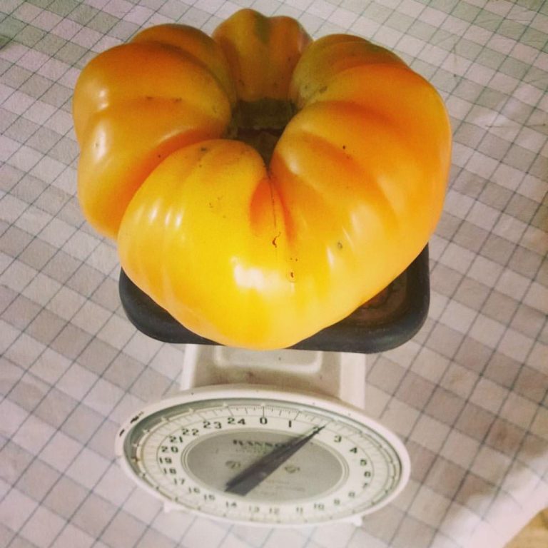 Heirloom tomatoes in my garden this year's favorites, so far