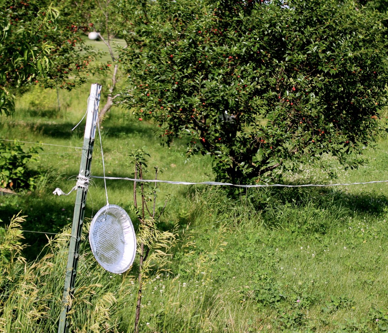 Frank's Brilliant Update to FishingLine Deer Fencing