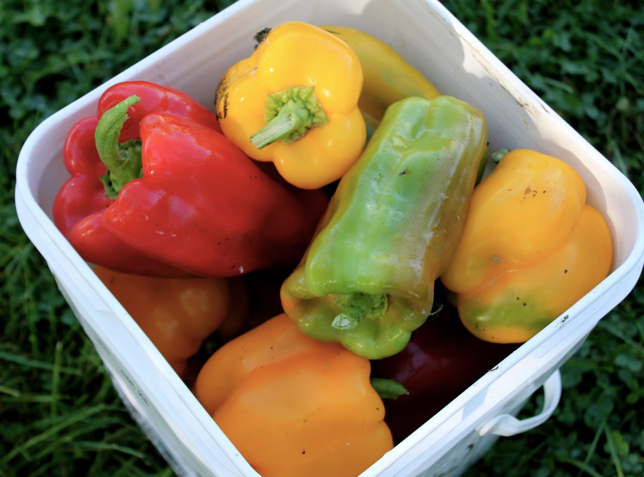 FlashFreezing Splendid Bell Pepper Bounty simplest way of all