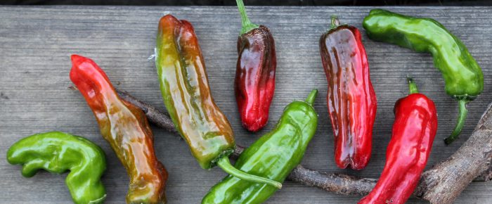 7 New Pepper Varieties from this year’s garden that I love to the moon