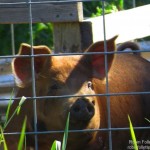 Makin’ your own Bacon: raising a pig in the backyard isn’t that hard