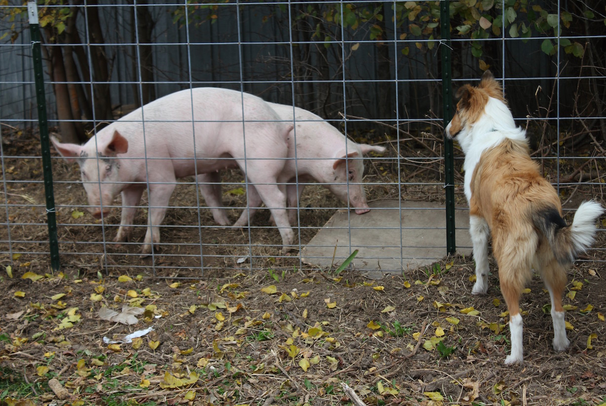 Our pigs and doggie.