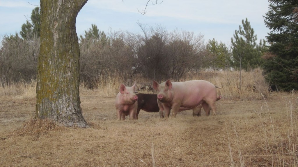 These pigs showed up at our place one afternoon. We never did find the owners. Everybody in our area denied that they were theirs. We should have just penned them up, but we were in and out all day long, and they eventually wandered off. Opportunity missed!! ;)