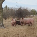 Pigs in the yard