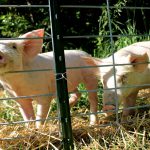 13 Things I Didn’t Know About Pigs