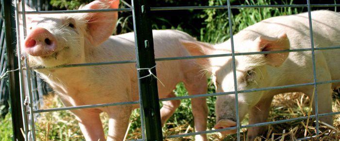 13 Things I Didn’t Know About Pigs