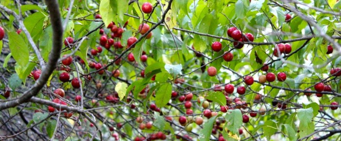Wild plums: hidden in plain sight but plum worth hunting for!