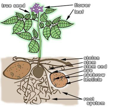 potato-plant-diagram