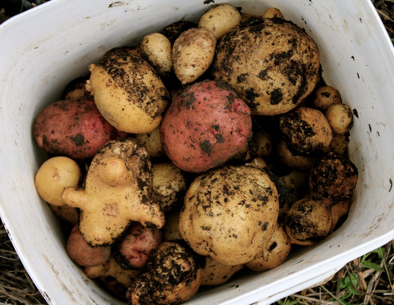 How to Store your Potato Crop so it Will Last the Longest