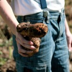 How to Store your Potato Crop so it Will Last the Longest!