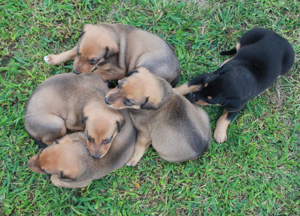 puppies piled all together on grass