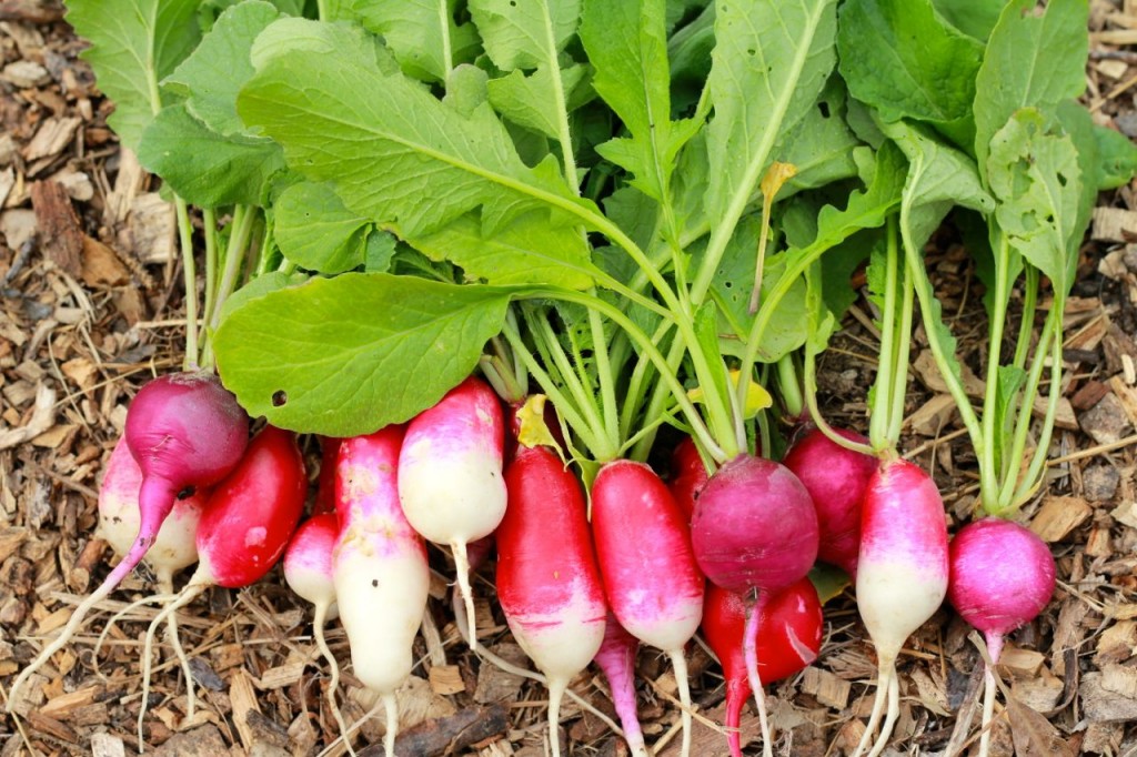 What's prettier in the spring than a big handful of fresh radishes?