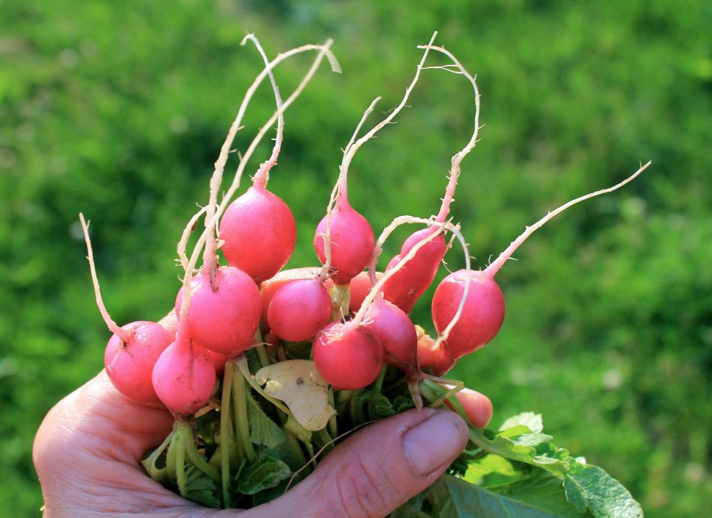 Did I mention baby radishes?