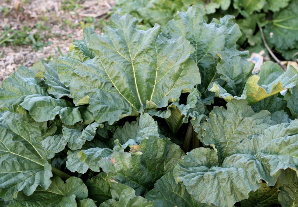 Lush, healthy rhubarb leaves early in the spring.