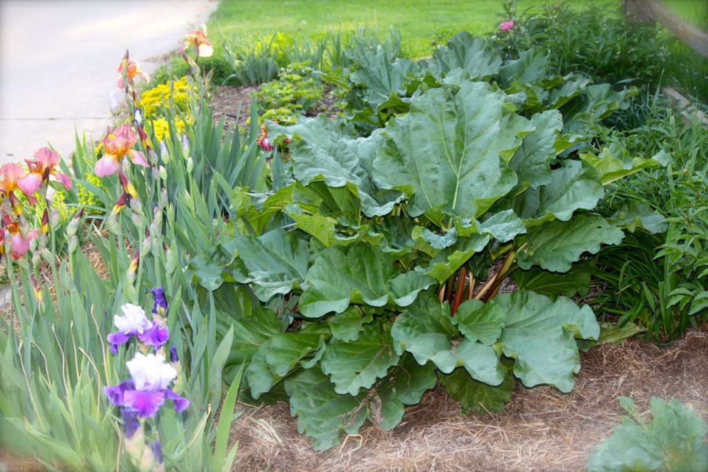 Rhubarb can be a lovely addition to your flower garden, too.