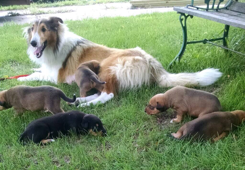 puppies in the grass with mama dog