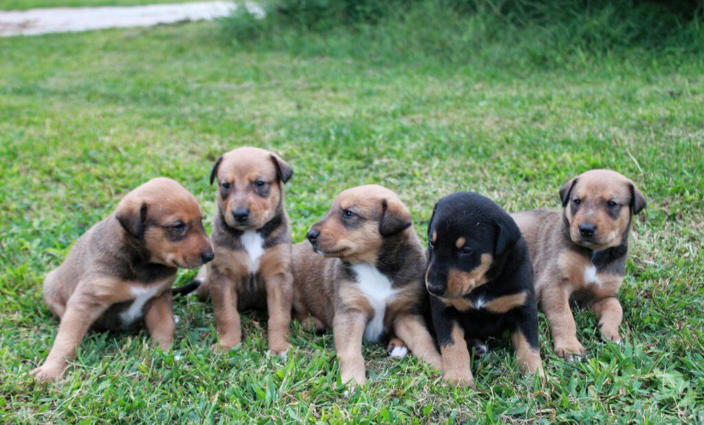 row of five puppies