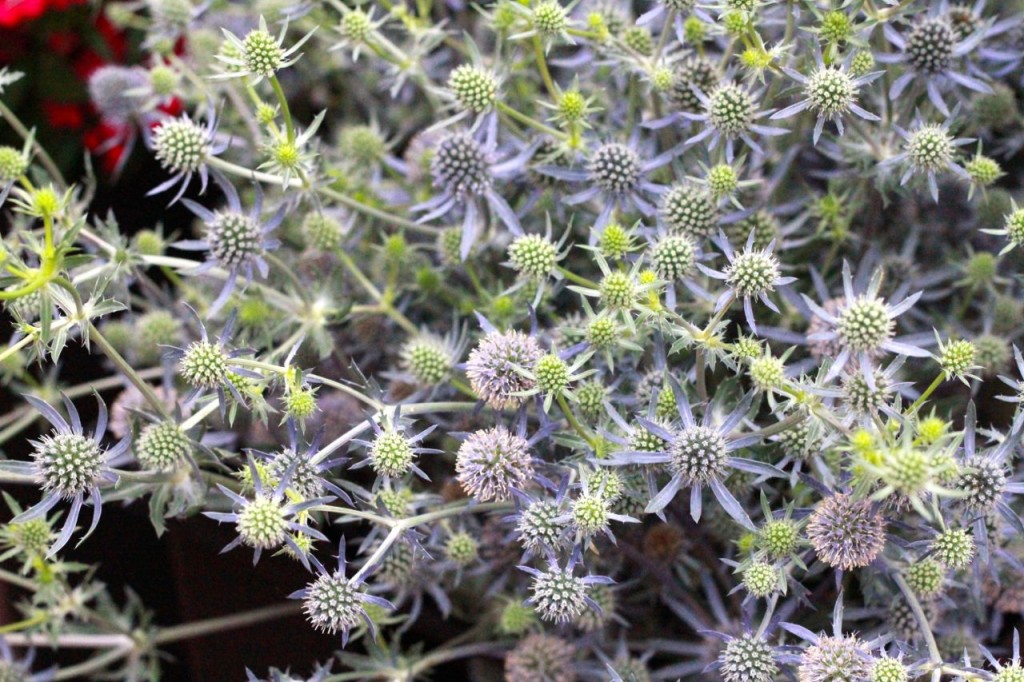 My new favorite! I loved this prickly stuff: eryngium "Blue Glitter". 