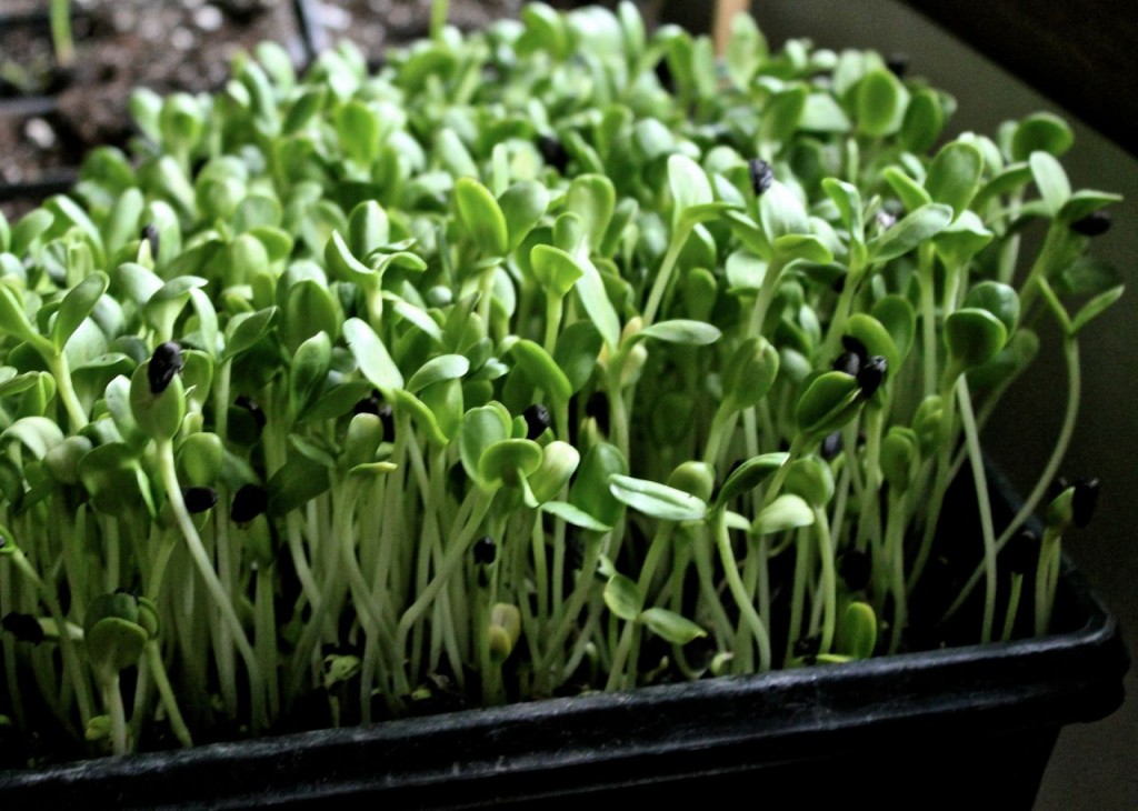 I keep my shoots in a tray next to the seeds that are germinating for my garden: in a sunny window. 