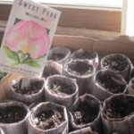 Secret Weapon for your seedlings: newspaper pots!