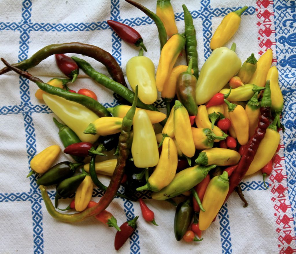 Here's a mixture of spicy peppers that went to a couple of upscale restaurants just today!