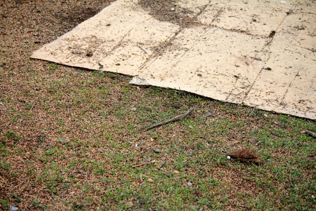 growing sprouts for chooks