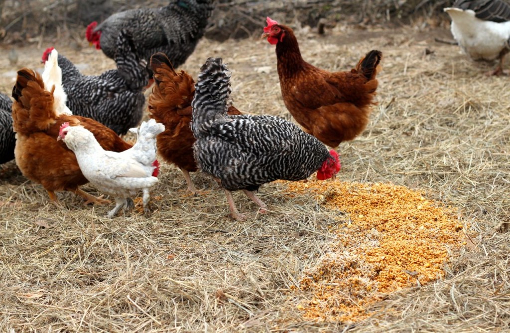 My chickens really clean up these sprouted grains! I can just hear them smiling over them. Wait--