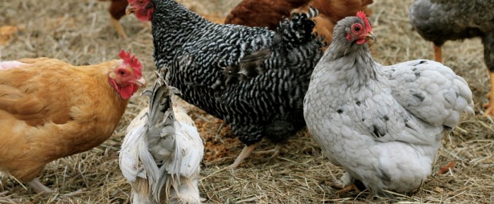 The Pros and Cons of Keeping Chickens from One Who Knows –>me!