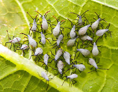 squash-bug-nymphs